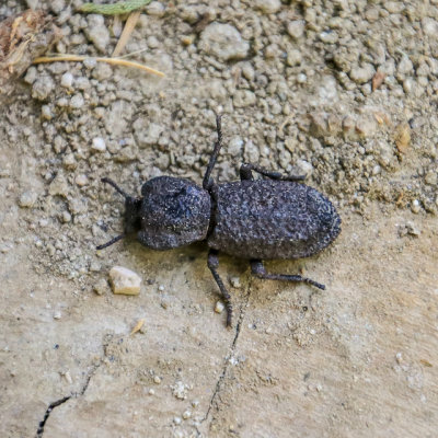Large Ironclad Beetle on the Marsh Trail in Big Morongo Canyon Preserve in Sand to Snow National Monument