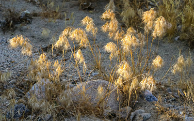 Compact Brome in the sunlight in Big Morongo Canyon Preserve in Sand to Snow National Monument