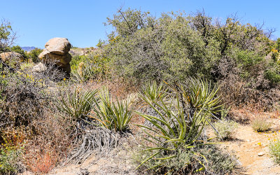 Desert along the Palms to Pines Scenic Byway in Santa Rosa & San Jacinto Mtns NM