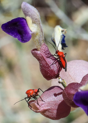 Insects on the Spotted Locoweed plant in Santa Rosa & San Jacinto Mtns NM