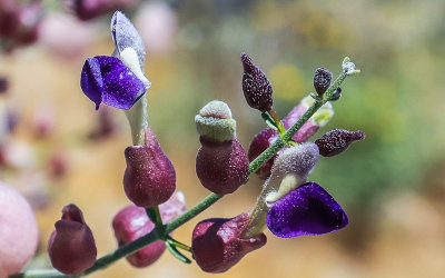 Spotted Locoweed blooms in Santa Rosa & San Jacinto Mtns NM