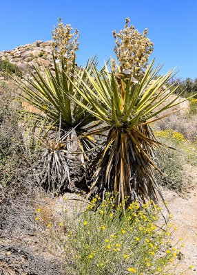Mojave Yucca plants in Santa Rosa & San Jacinto Mtns NM