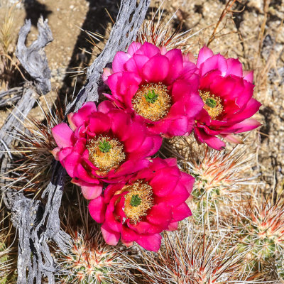 Hedgehog Cactus flowers in Santa Rosa & San Jacinto Mtns NM