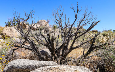 Dead tree at the Cahuilla Teewwenet Vista Point in Santa Rosa & San Jacinto Mtns NM