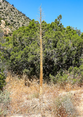 A  dead Century plant along the Palms to Pines Scenic Byway in Santa Rosa & San Jacinto Mtns NM