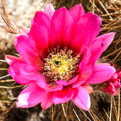 Hedgehog Cactus flower in Santa Rosa & San Jacinto Mtns NM