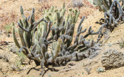 Silver Cholla Cactus in Santa Rosa & San Jacinto Mtns NM