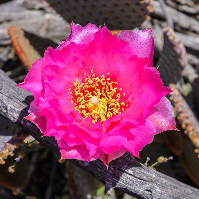 Purple Prickly Pear Cactus bloom along the Palms to Pines Scenic Byway in Santa Rosa & San Jacinto Mtns NM