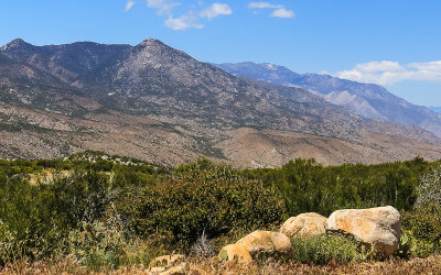 View of the San Jacinto Range from along the Palms to Pines Scenic Byway in Santa Rosa & San Jacinto Mtns NM