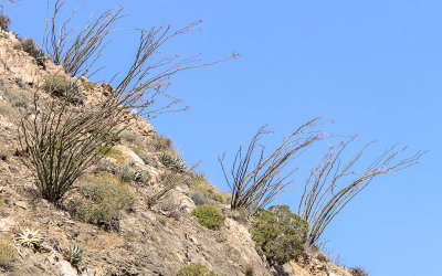 Ocotillo Cacti on a Santa Rosa Mountains hillside in Santa Rosa & San Jacinto Mtns NM