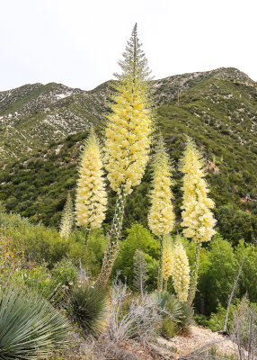 Chaparral Yucca plants blooming in San Gabriel Mountains NM