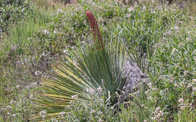 Early stage of Chaparral Yucca stalk growth in San Gabriel Mountains NM
