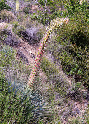 Chaparral Yucca stalk growing from the plant in San Gabriel Mountains NM