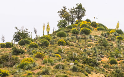 Blooming hillside near San Gabriel Peak in San Gabriel Mountains NM