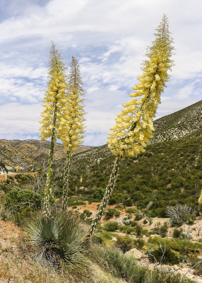 Chaparral Yuccas 15 foot stalks bloom in San Gabriel Mountains NM