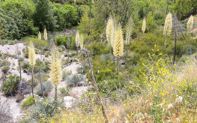 Ravine filled with blooming Chaparral Yucca in San Gabriel Mountains NM