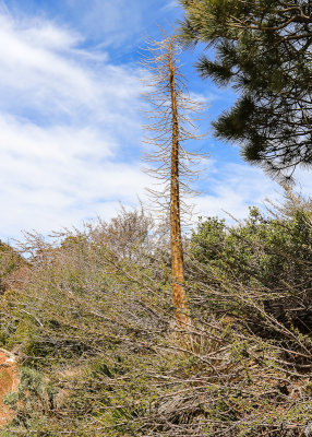 Chaparral Yucca barren stalk as the plant dies in San Gabriel Mountains NM
