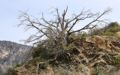 Dead tree in San Gabriel Mountains NM