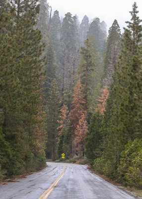 The Sequoia canopy as seen from Parker Pass Road in Giant Sequoia NM - South 