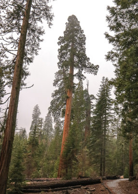 Sequoias in the fog along the Trail of 100 Giants in Giant Sequoia NM - South