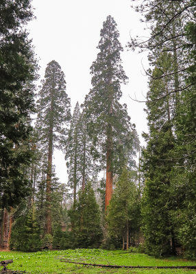 Trees on the edge of Long Meadow along the Trail of 100 Giants in Giant Sequoia NM - South