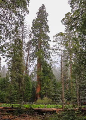 Younger Sequoia next to a meadow along the Trail of 100 Giants in Giant Sequoia NM - South
