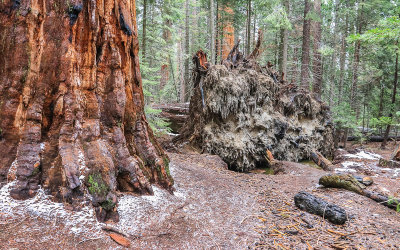 Root system of a fallen Sequoia along the Trail of 100 Giants in Giant Sequoia NM - South
