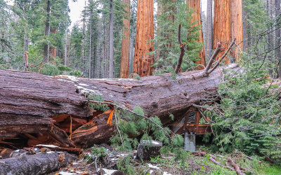 The Sentinels stand over a fallen Sequoia which destroyed a foot bridge in Giant Sequoia NM  South