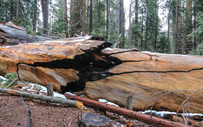 View of the midsection of a fallen Giant Sequoia in Giant Sequoia NM - South