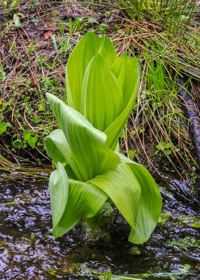Corn Lilly in a shallow stream in Giant Sequoia NM - South