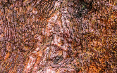 Sequoia tree bark in Giant Sequoia NM - South