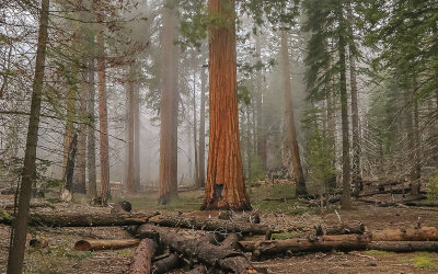 Young Sequoias in the fog along the Trail of 100 Giants in Giant Sequoia NM - South