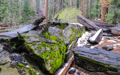 Remnants of an older fallen Sequoia along the Trail of 100 Giants in Giant Sequoia NM - South