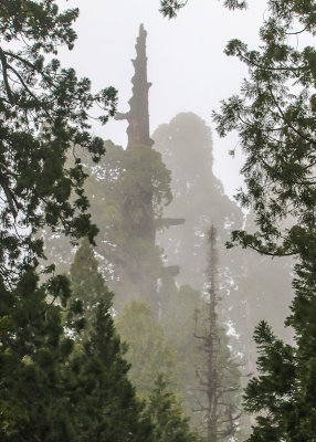 Fog shrouds the tops of Sequoia trees along the Trail of 100 Giants in Giant Sequoia NM - South