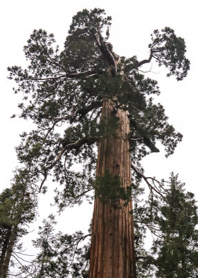 Sequoia with top sheared off along the Trail of 100 Giants in Giant Sequoia NM - South