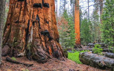 Bases of old and young Giant Sequoias along the Trail of 100 Giants in Giant Sequoia NM - South