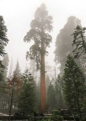 Sequoia forest in the fog along the Trail of 100 Giants in Giant Sequoia NM - South