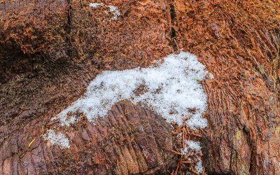 Snow collecting on the bark of a Giant Sequoia in Giant Sequoia NM - South