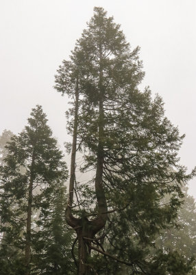 Spruce tree in the fog in Giant Sequoia NM - South