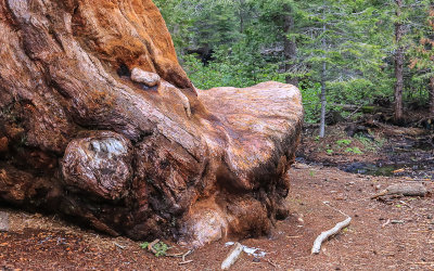 Bench like burl formation at the base of a Giant Sequoia in Giant Sequoia NM - South