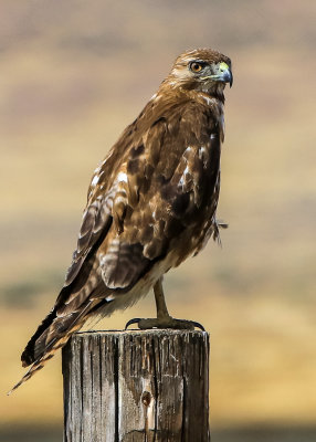 Hawk on a post surveying the plains in Carrizo Plain National Monument