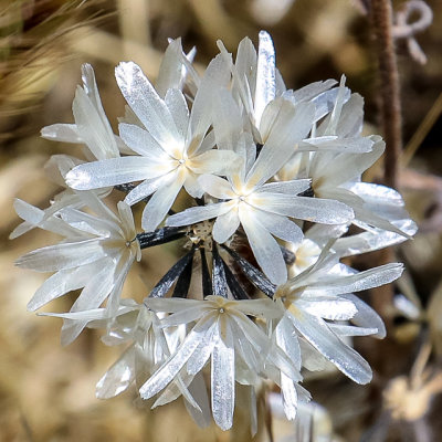 Flowers near the edge of Soda Lake on the floor of Carrizo Plain National Monument