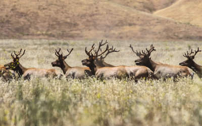 Tule Elk herd on the plain in Carrizo Plain National Monument
