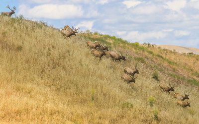 Tule Elk herd runs down a hill in Carrizo Plain National Monument