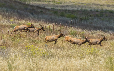 Bull Tule Elk jump a barb wire fence in Carrizo Plain National Monument