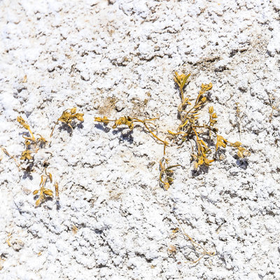 Plant life growing on the salt-encrusted basin of Soda Lake in Carrizo Plain National Monument