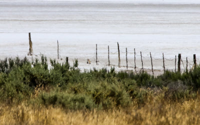 Old barbed wire fence overwhelmed by Soda Lake in Carrizo Plain National Monument