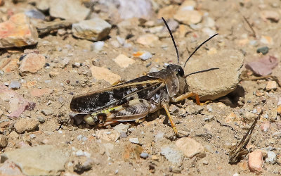 Grasshopper among the rocks in Carrizo Plain National Monument