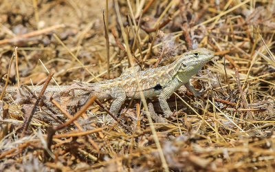 Lizard in the brush in Carrizo Plain National Monument