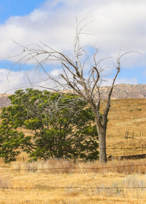 Dead tree at the Traver Ranch in Carrizo Plain National Monument